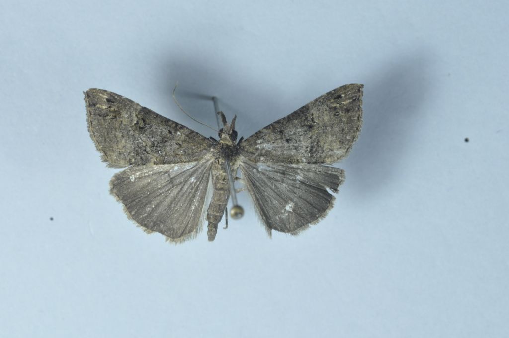Quale Hypena? Hypena obsitalis, Erebidae
